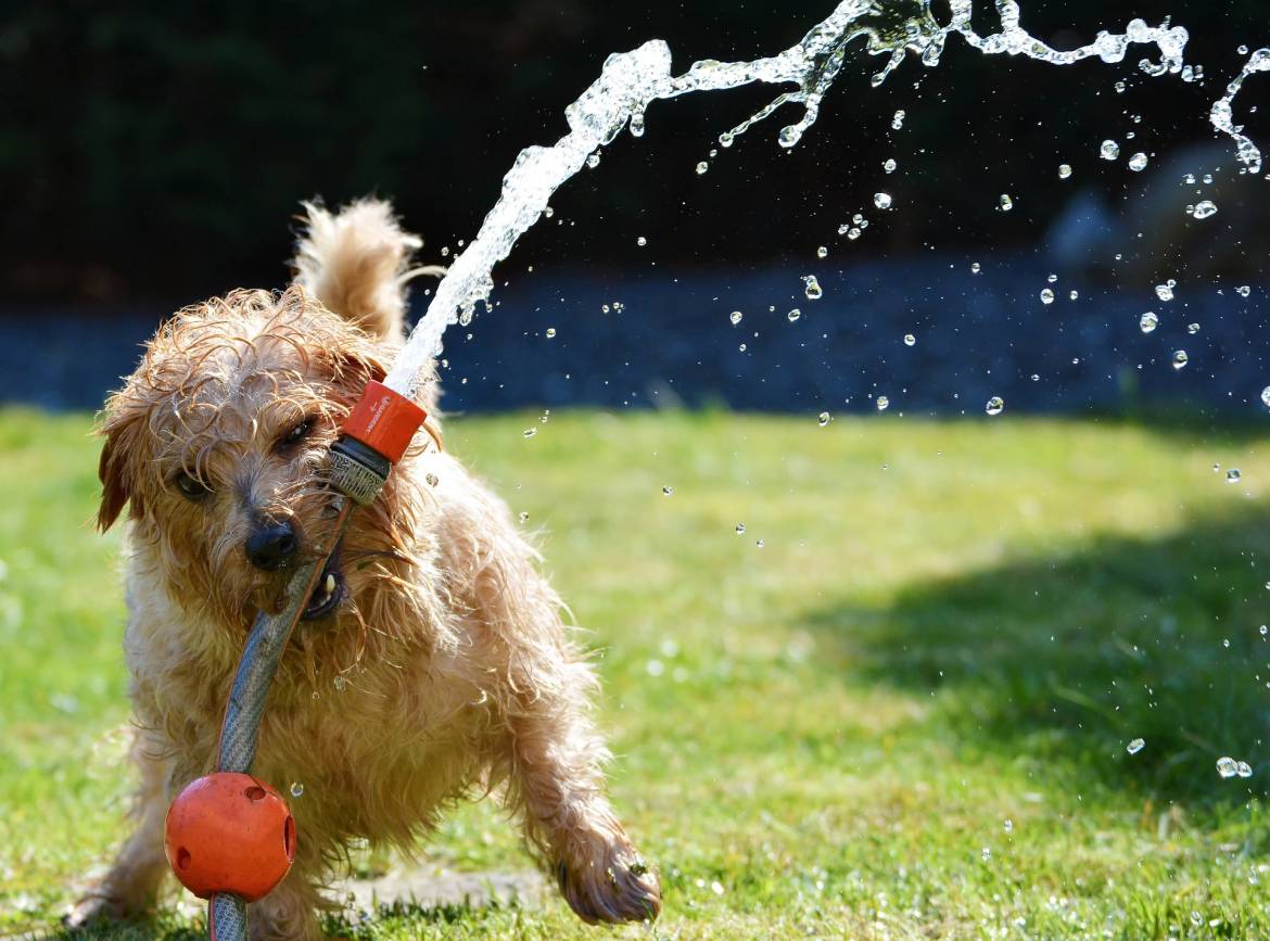 Copy-of-dog-1310545_1920.jpg