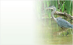bg_wetlands_center.jpg