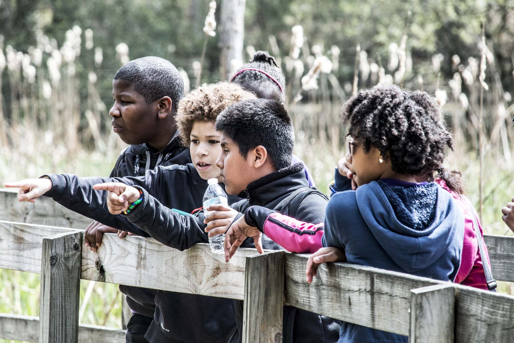 Five children stand behind railing on a boardwalk. They're looking into the wetland. Two in the middle point toward something. One holds a water bottle. There are fluffy cattails in the background.