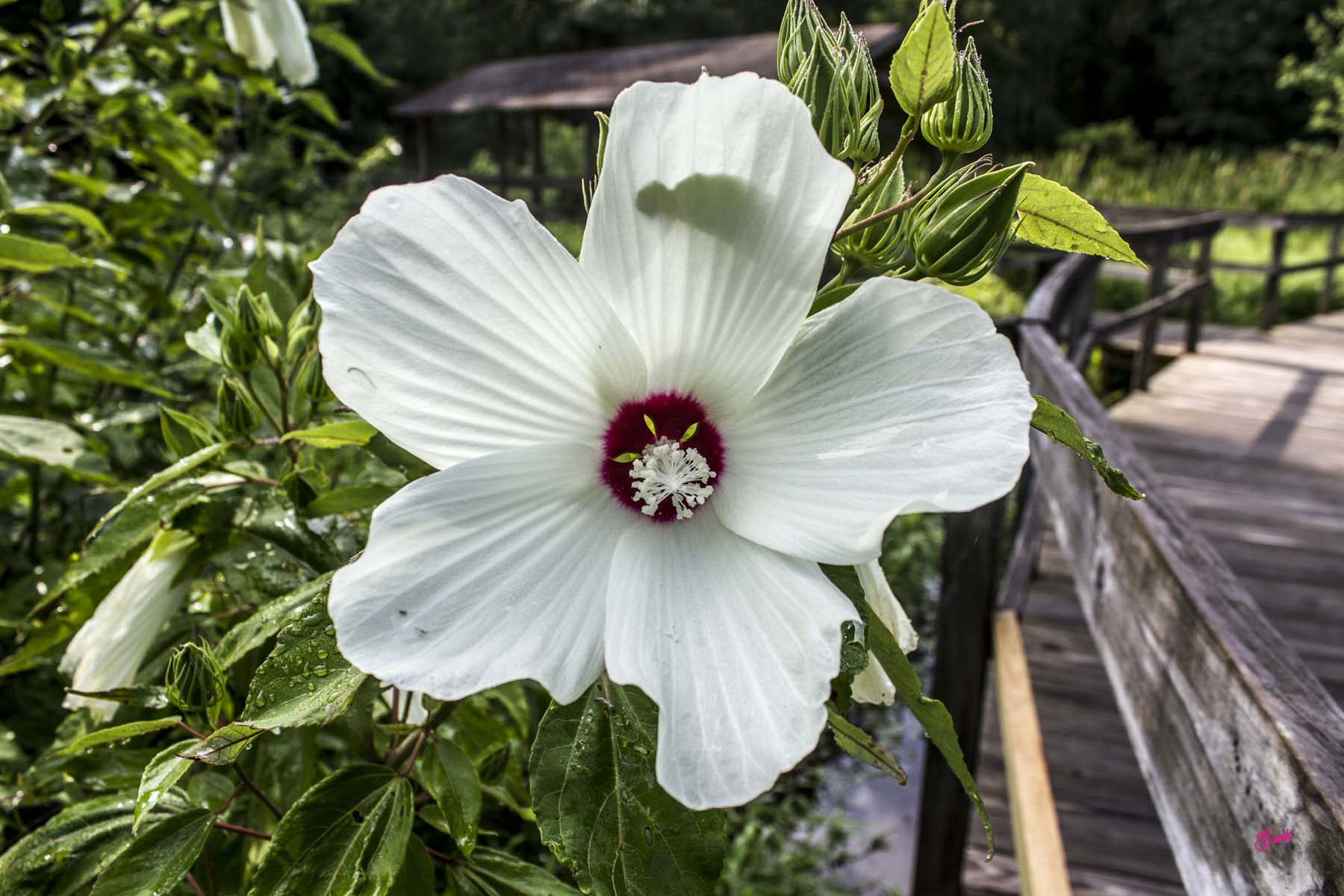This photo is of a swamp rose mallow bloom. The flower is white with five large petals. The center where they meet is deep red with white reproductive structures. The bloom is backed by green leaves and the rails of a boardwalk.
